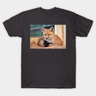 Red Fox Kit T-Shirt